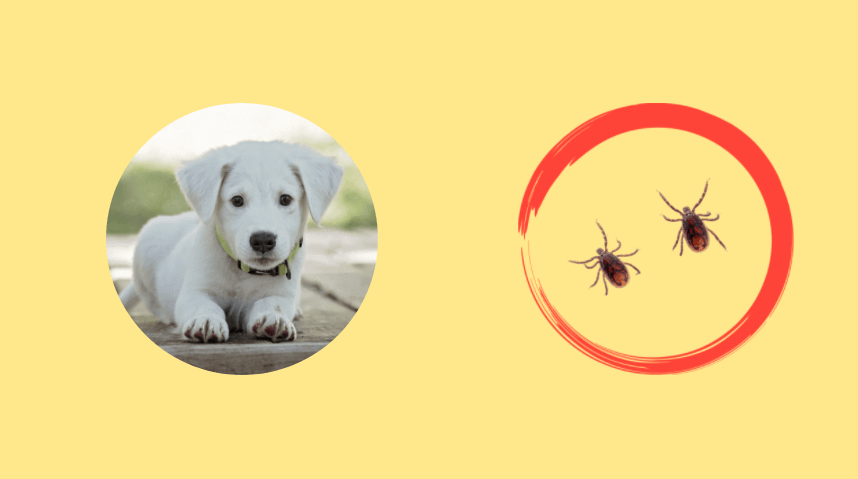 rocky mountain spotted fever in dog