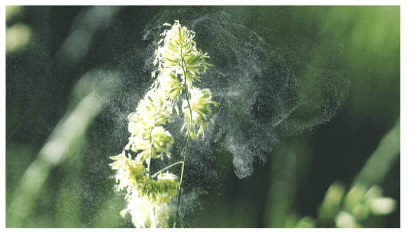 grass pollen allergy foods to avoid
